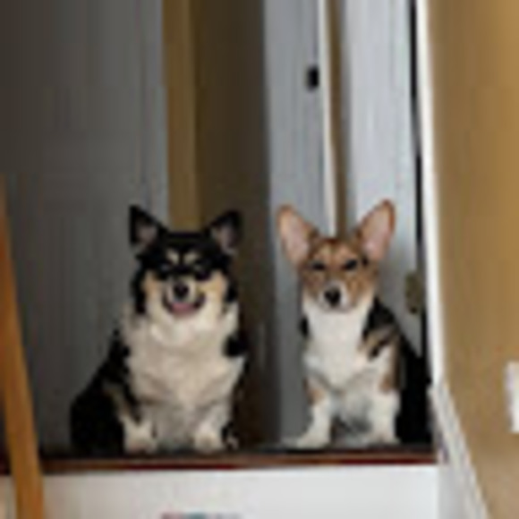 corgilove14